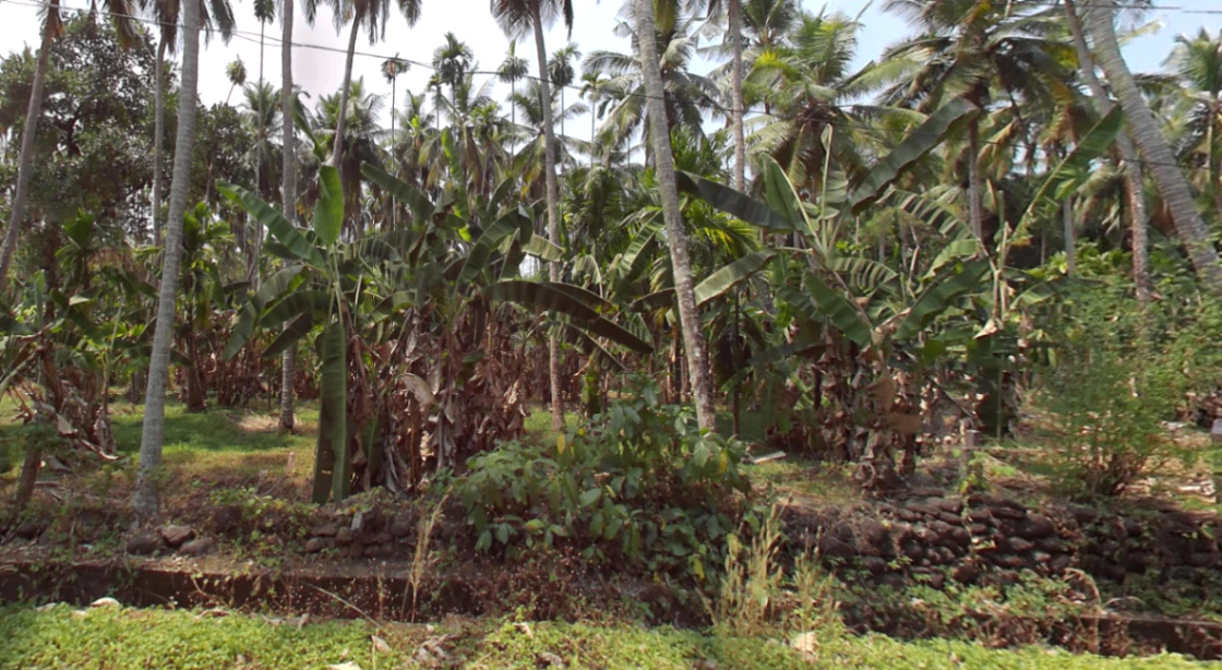 793C+Q3 Amarambalam, Kerala, India
