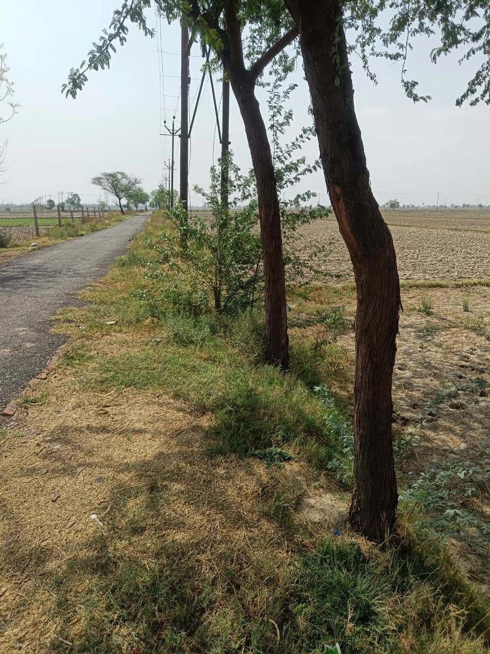 Aou, Rajasthan, India
