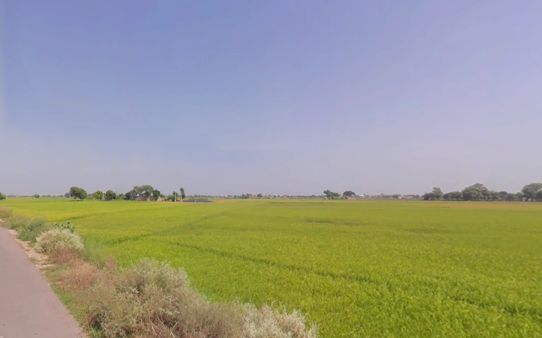 Ellenabad, Haryana 125102, India