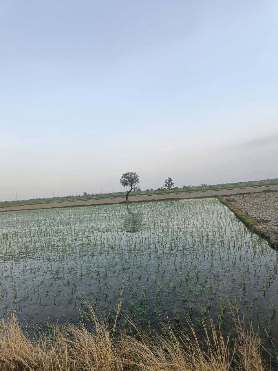 Sankhi, Uttar Pradesh 281401, India