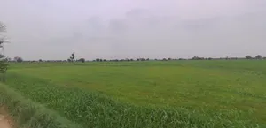 Mirzapur, Madhya Pradesh 455221, India preview 3