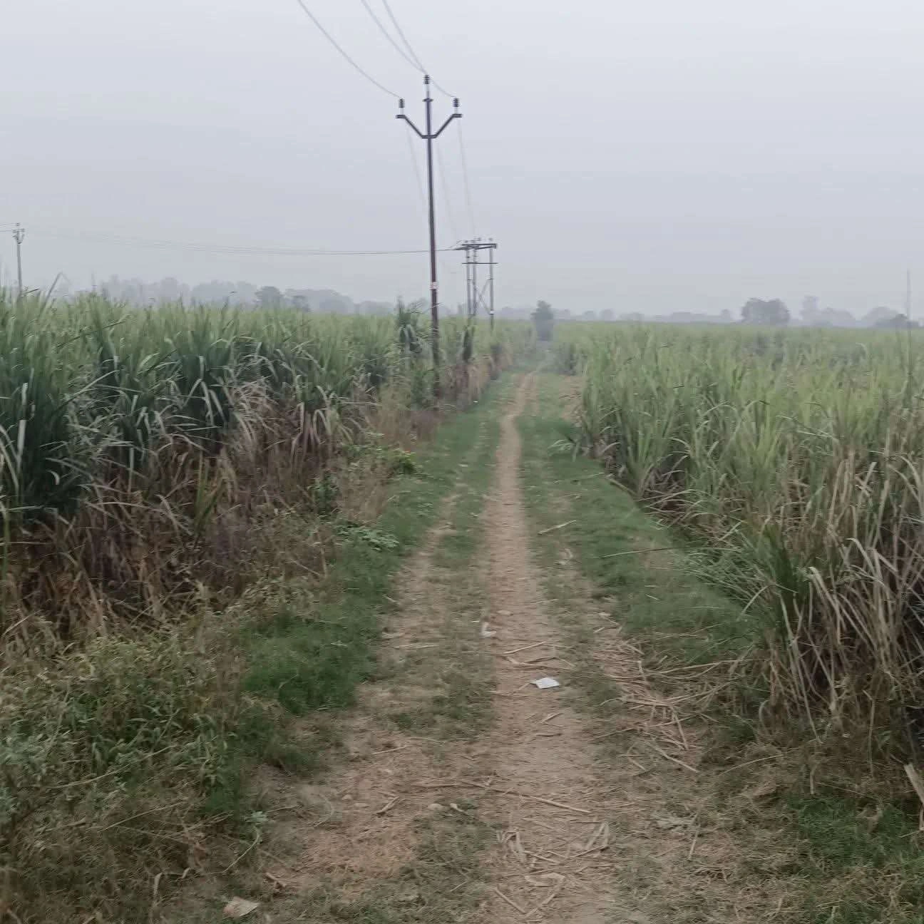 1289, Meerut, Nalanda Colony, Mawana, Uttar Pradesh 250401, India - Photo 3