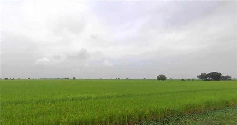 Matar, Gujarat 387530, India