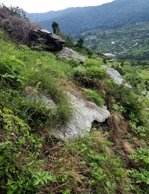 Shillai, Sirmaur, Himachal Pradesh 173027, India