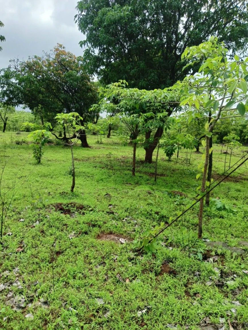 Jamli, Khargone, Madhya Pradesh, India