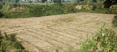Tangra, Punjab, India preview 2