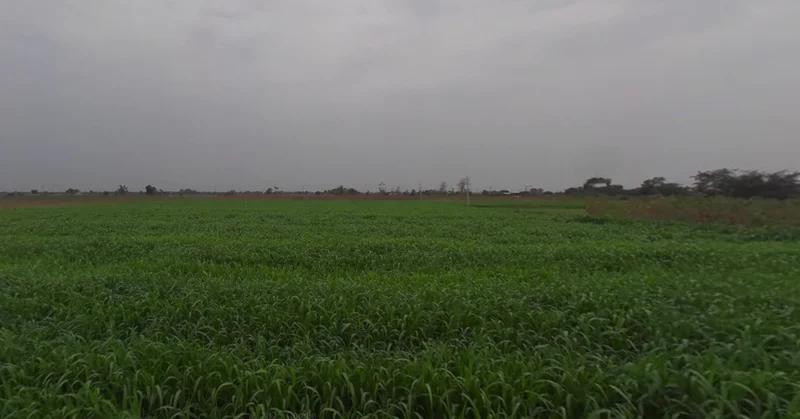 F4HC+WH Dethli, Gujarat, India preview 2