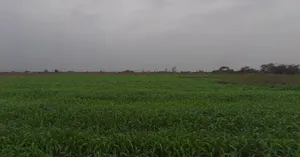 F4HC+WH Dethli, Gujarat, India preview 2