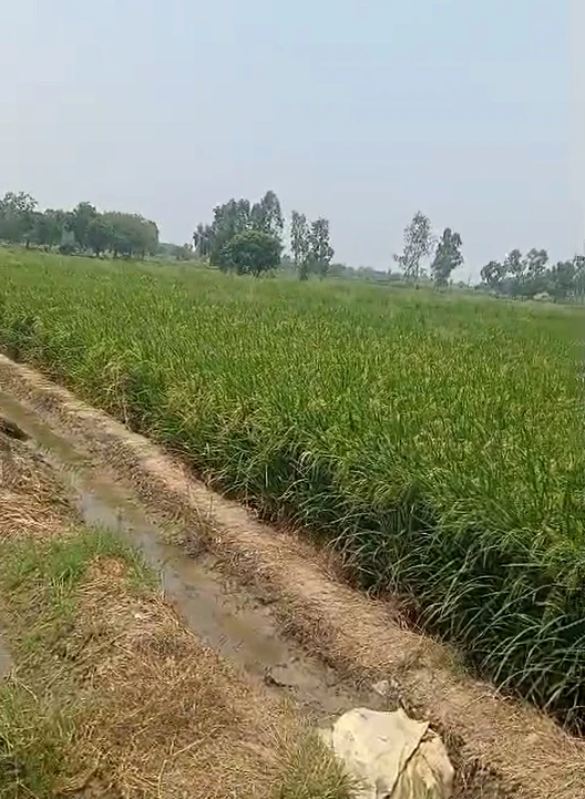 Pahasu, Bulandshahr, Uttar Pradesh 203396, India