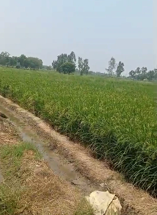 Pahasu, Bulandshahr, Uttar Pradesh 203396, India - Photo 2