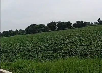 59GX+5J9, Ujjain, Kamanpur Rd, Kamanpur, Madhya Pradesh 456222, India preview 3