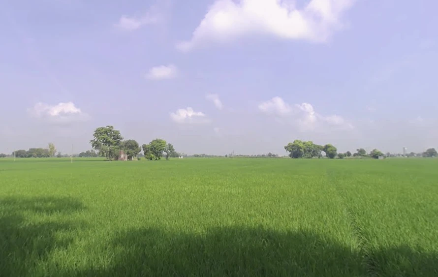 Nathuwala Jadid, Punjab 142053, India