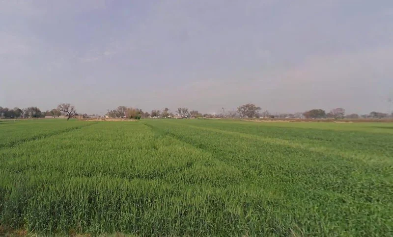 Ronpur, Rajasthan, India preview 2