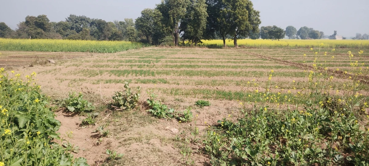 Seetal, Rajasthan 301021, India