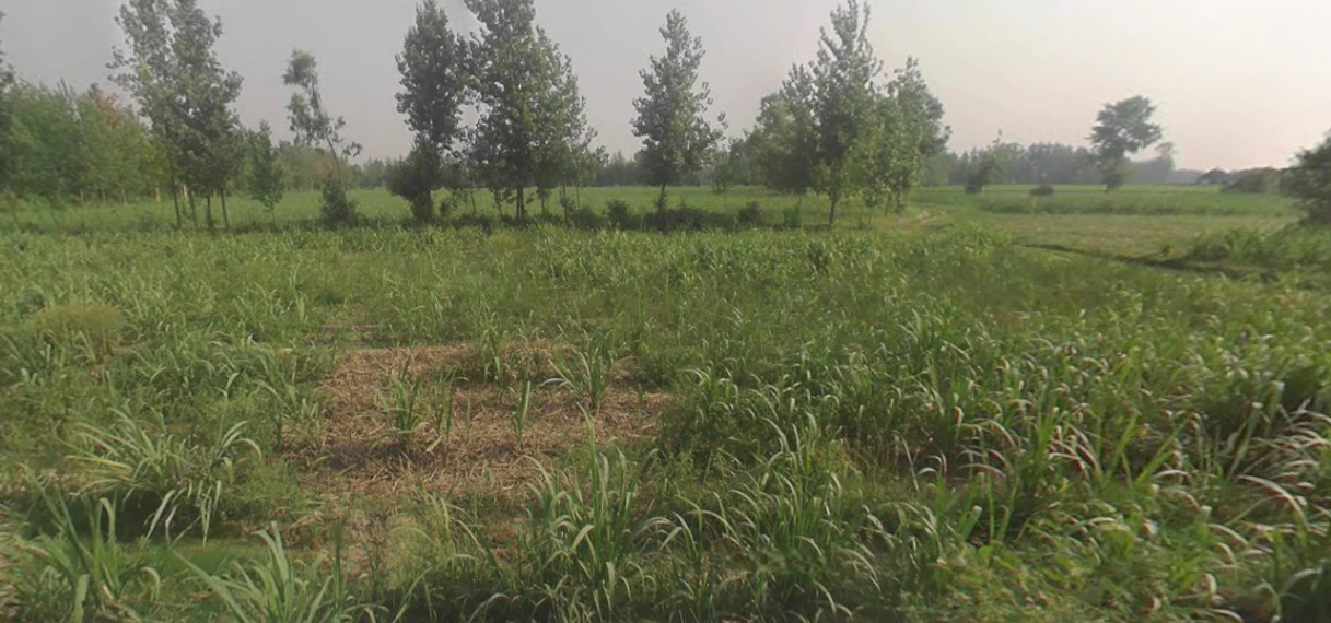 Chandpur, Uttar Pradesh 246725, India
