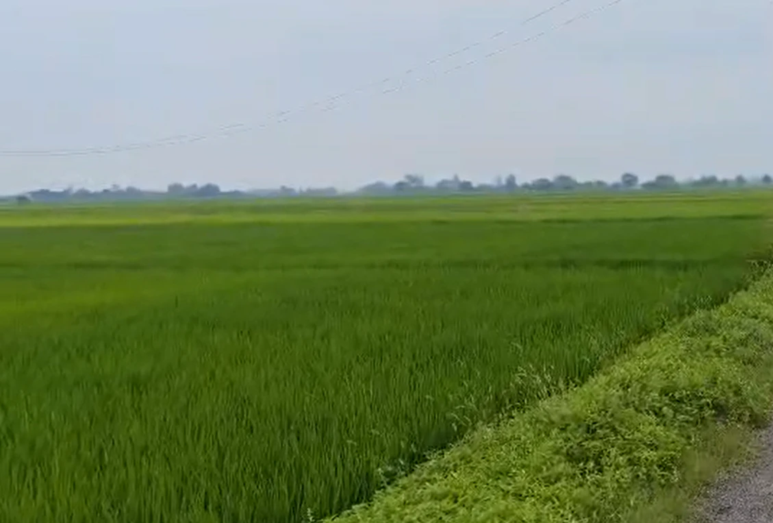 Dulheni, Morena, Madhya Pradesh 476221, India