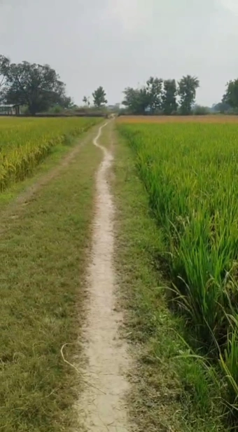 7RJF+HQG, Varanasi, Mehadiganj, Uttar Pradesh, India