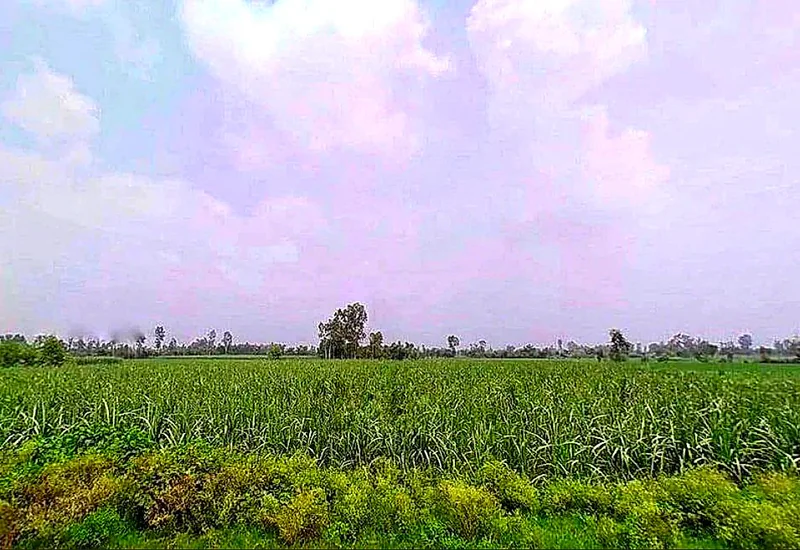 Dhani Boraj, Rajasthan 303328, India preview 3