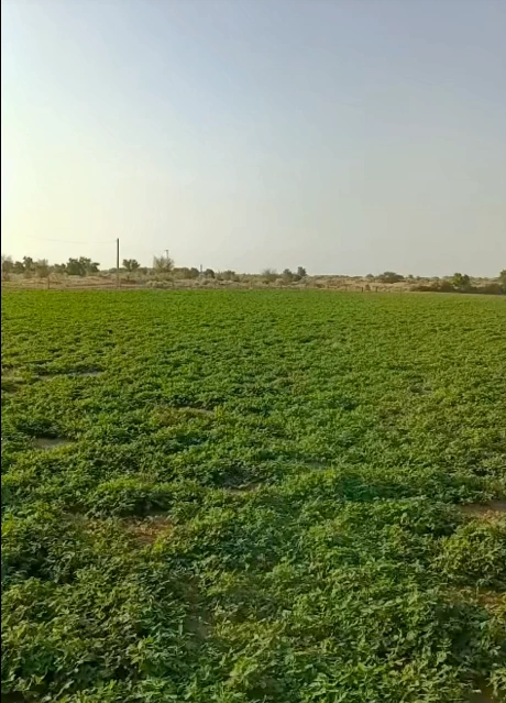 CQWJ+XF Khunteta Khurd, Rajasthan, India