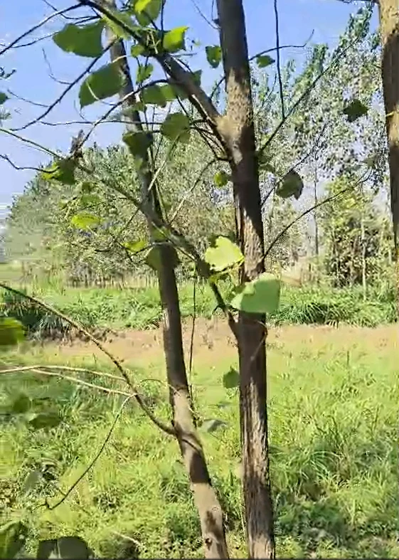 Kishanpur, Bijnor, Uttar Pradesh, India
