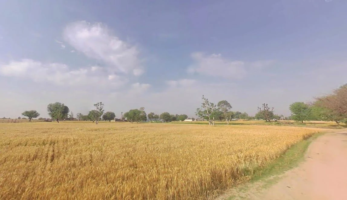 8FX2+FRG, Abhawas, Rajasthan, India