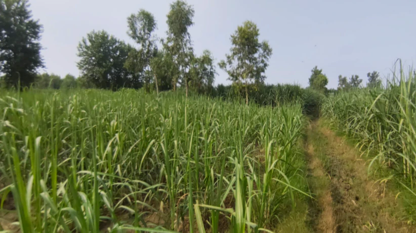 6HXG+54F, Saharanpur, Raipur, Uttar Pradesh 247121, India