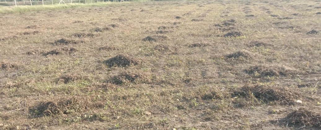 Barsana, Uttar Pradesh 281405, India