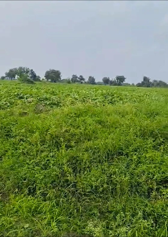 CVWX+76 Bhatrana, Hoshiarpur, Punjab, India