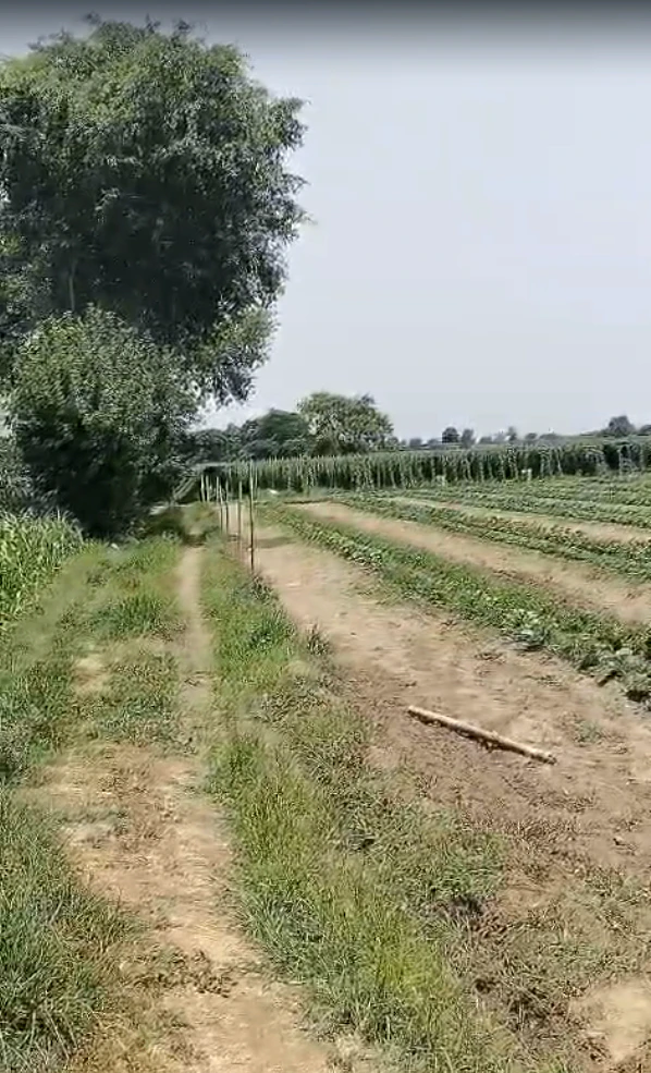 Madhapur Mozampur, Uttar Pradesh 245207, India