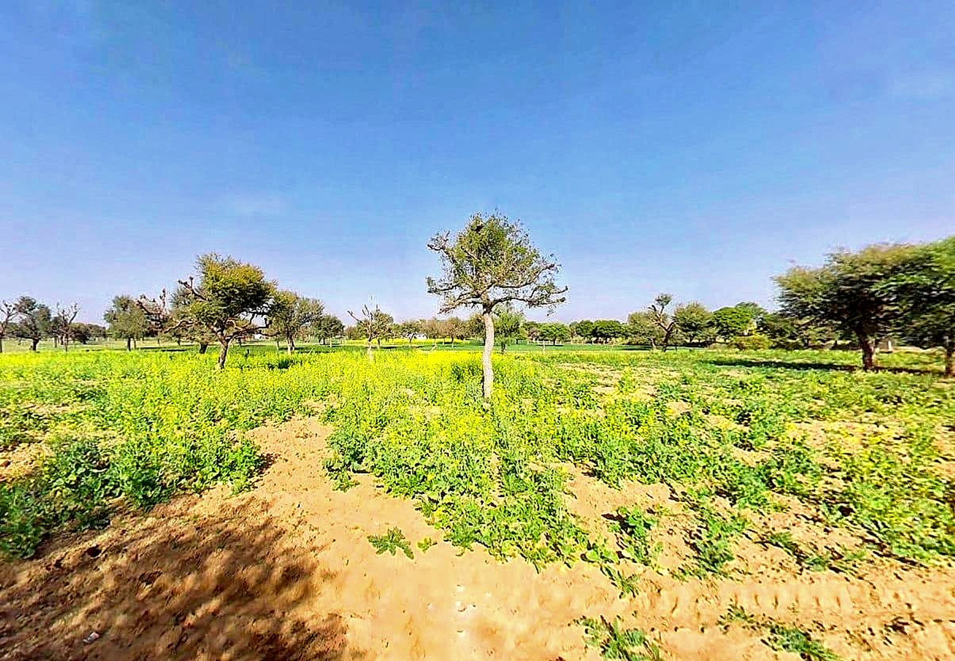 Khatu Shyam Ji Temple, Rajasthan 332404, India