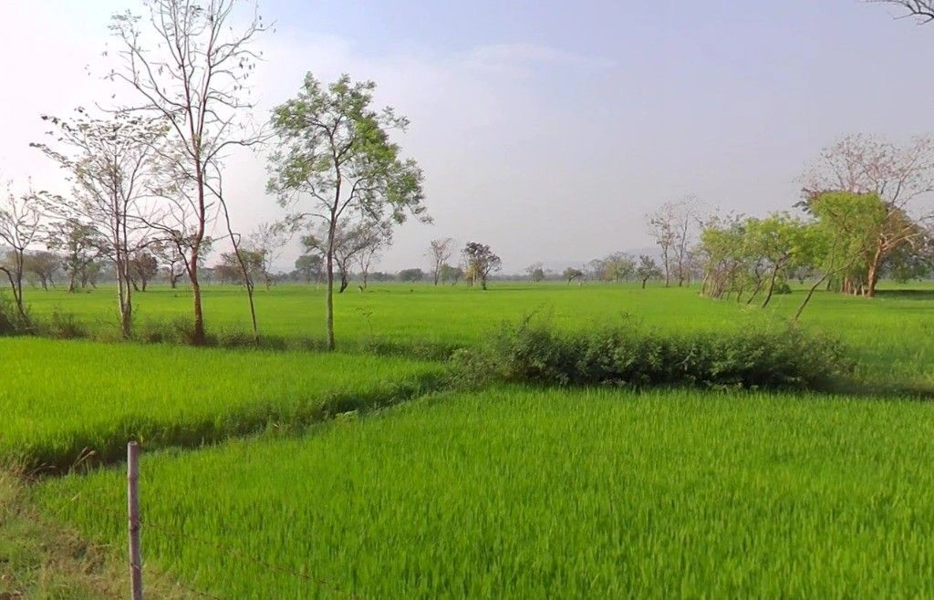 Kosa, Chhattisgarh, India