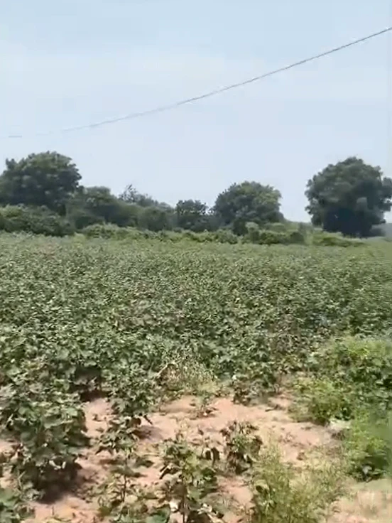 JJ3C+P6X, Nagarkurnool, Vangoor, Telangana 509349, India