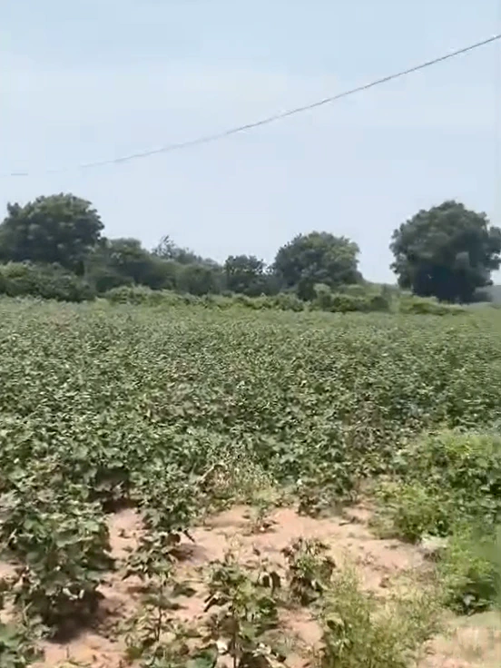 JJ3C+P6X, Nagarkurnool, Vangoor, Telangana 509349, India - Photo 2
