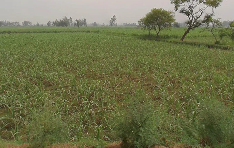 Hastinapur, Uttar Pradesh 250404, India