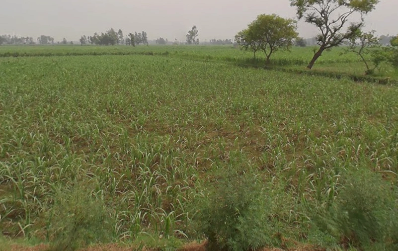 Hastinapur, Uttar Pradesh 250404, India
