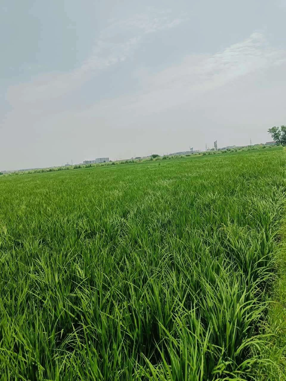 Nawali, Mathura, Uttar Pradesh, India preview 3