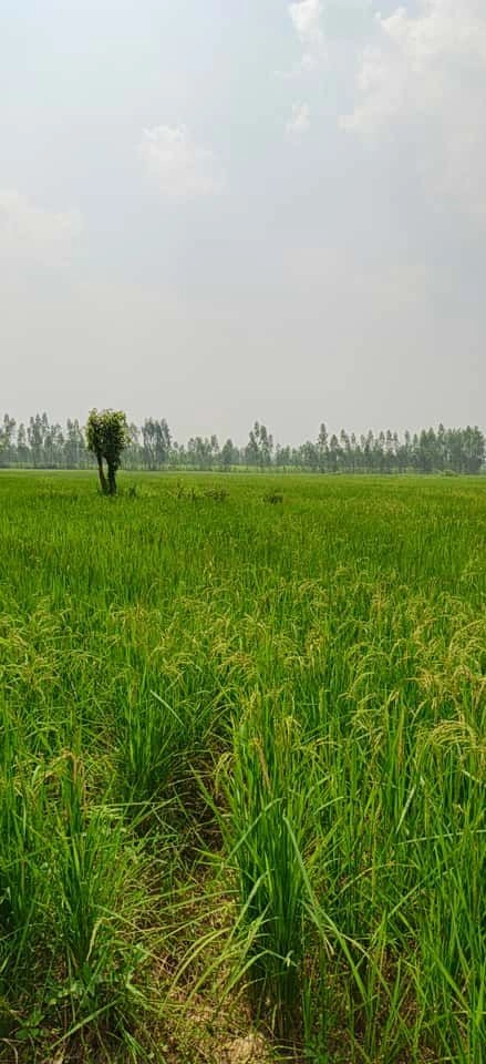 Nagina, Bijnor, Uttar Pradesh 246762, India - Photo 1