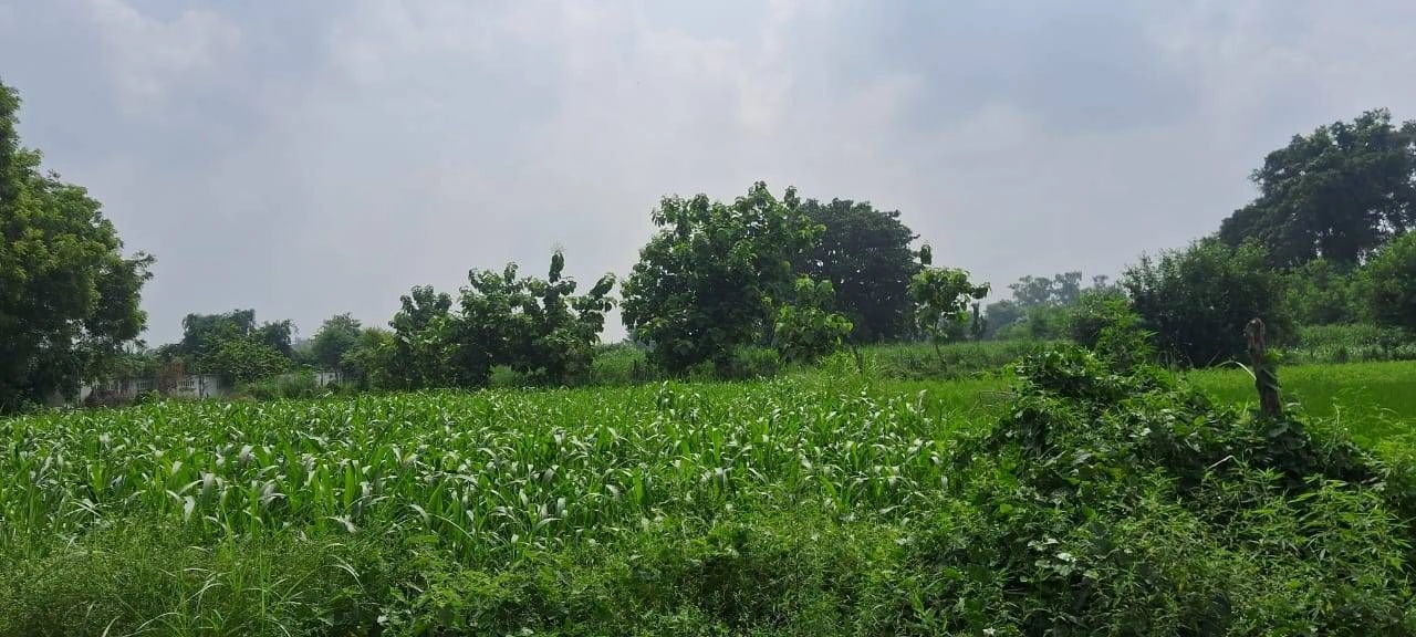 6443+F2 Baijalpur, Bhagalpur, Bihar, India