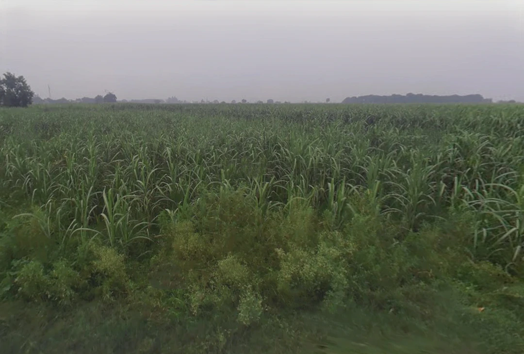 Mirpur, Uttar Pradesh 250502, India