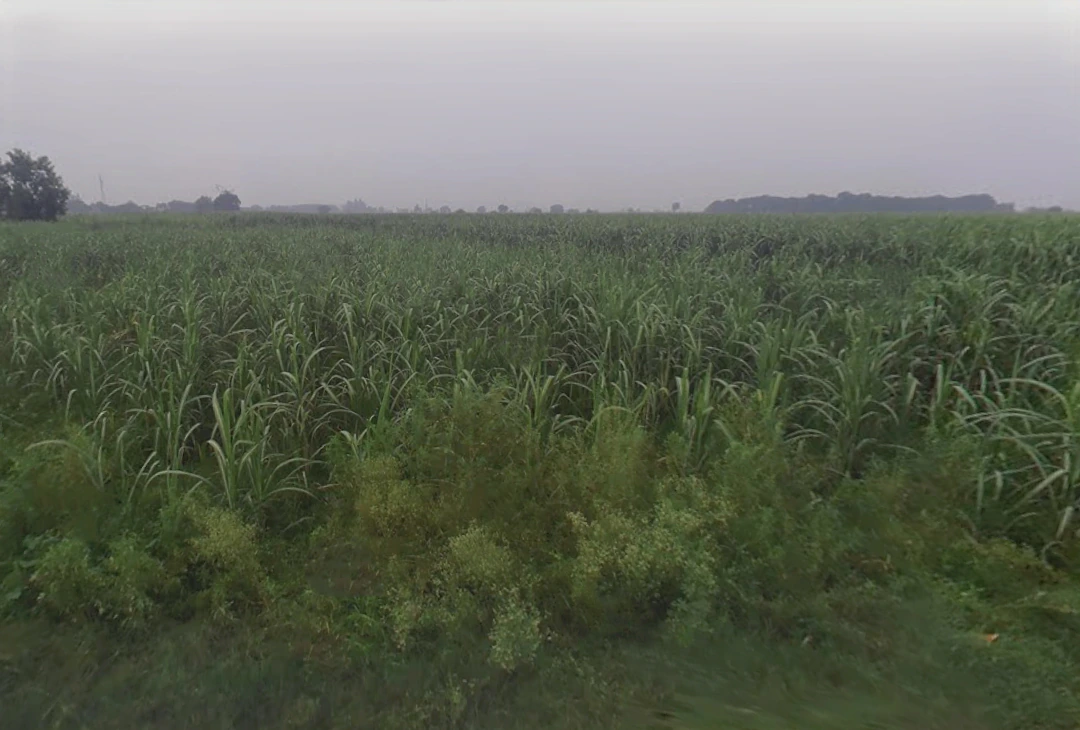 Mirpur, Uttar Pradesh 250502, India