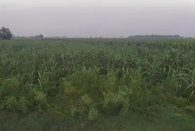 Mirpur, Uttar Pradesh 250502, India preview 3