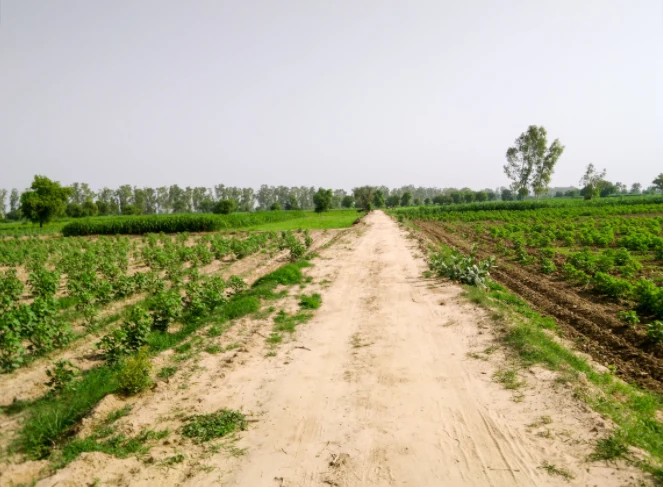 Ateli, Haryana 123021, India preview 2
