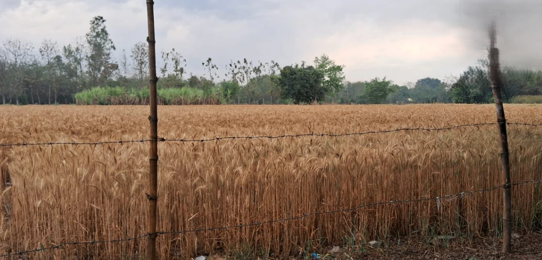 Nakodar, Punjab 144040, India