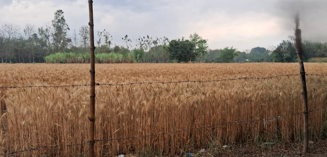Nakodar, Punjab 144040, India