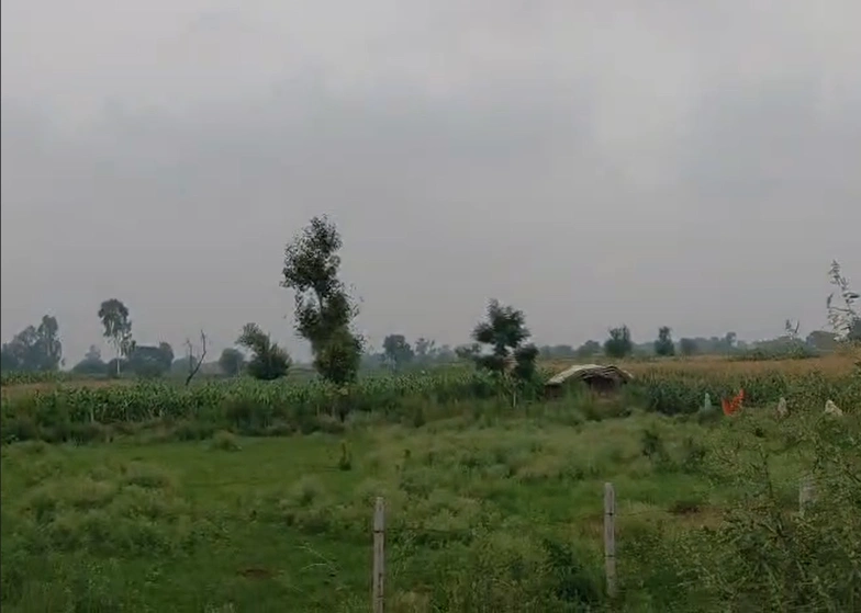 Bardiya Amra, Mandsaur, Madhya Pradesh 458880, India