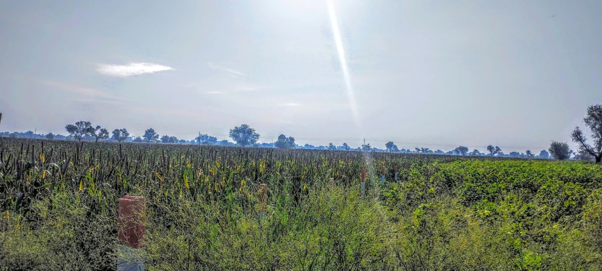 Dhand, Rajasthan 301021, India