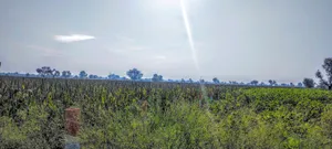 Dhand, Rajasthan 301021, India preview 2