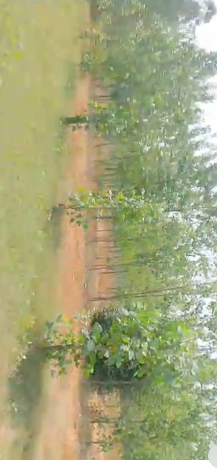 Mirganj, Meerganj, Bareilly, Uttar Pradesh, India