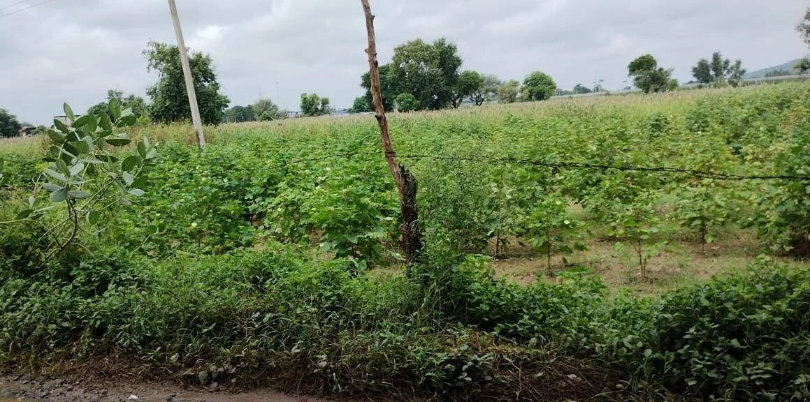 Bedha, Rajasthan 301021, India