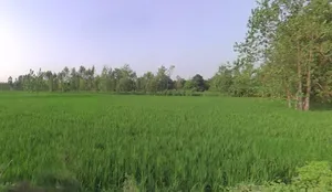 Rampur Nagla Chatol, Uttar Pradesh 204211, India preview 3